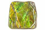 Iridescent Ammolite (Fossil Ammonite Shell) - Brilliant Green #265148-1